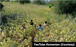 Sorgum dinilai menjadi jawaban kebutuhan pangan bagi daerah kering seperti NTT. (Foto: Courtesy/YouTube Kementan)