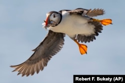 Atlantski pafin - morski papagaj - fotografisan dok nosi hranu svojim mladuncima.