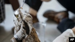 A bird is hand-fed a worm at the nonprofit wildlife park Selva Teneek where animals are being treated for heat stress amid a continuing heat wave and drought, in Ciudad Valles, Mexico, June 8, 2024.