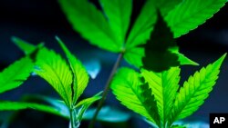 Klon ganja dipajang di sebuah toko di Portland, Oregon, AS (foto: dok). Departemen Kehakiman AS ajukan usulan untuk mengklasifikasi ulang ganja sebagai obat yang tidak terlalu berbahaya.