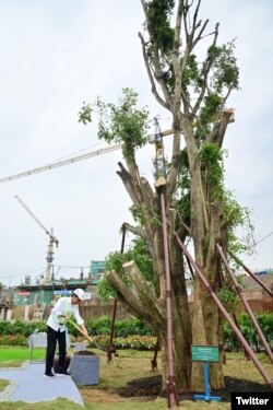 Presiden Joko Widodo menanam pohon beringin (Ficus Benjamina) di kawasan Istana Presiden Ibu Kota Nusantara, 22 September 2023. Yang ditanam ini adalah beringin kembar – pohon yang jadi simbol keagungan. (Twitter/jokowi)