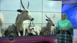 An kaddamar da wani shiri na tsugunar da makiyaya a wuri daya a jihar Kano, inda za su rika yin kiwo da sayar da madarar shanunsu 