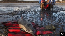 FILE - An International Fund for Animal Welfare team carries a stranded common dolphin to a waiting vehicle while another waits to be rescued at Herring River, Jan. 19, 2012, in Wellfleet, Massachusetts.