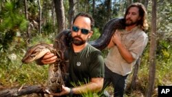 Arhiva: Iznošenje ženke Burmanskog pitona, dugačke više od četiri metra i teže gotovo 45 kilograna, iz staništa u Napulju (Florida).