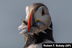 Atlantski pafin - morski papagaj - sa hranom u ustima.