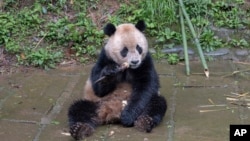 FILE - In this photo released by Xinhua News Agencym, giant panda Yun Chuan eats at the Bifengxia Panda Base of the China Conservation and Research Center for the Giant Panda in Yanan, southwest China's Sichuan Province on April 18, 2024.