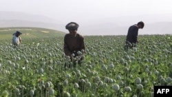 FILE - Afghan farmers harvest opium sap from a poppy field in Argo district of Badakhshan province, June 30, 2024.