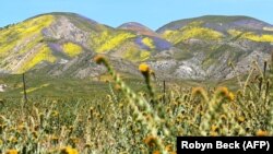 Nakon sušnih godina, u Kaliforniji se dogodilo super cvetanje maka, uočljivo čak iz svemira.