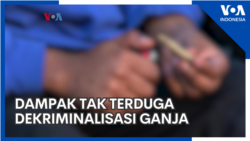 Dampak Tak Terduga dari Dekriminalisasi Ganja