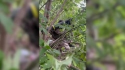 US Javelin anti-tank missile, a cherished weapon among Ukrainian soldiers