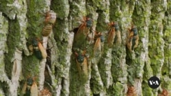 Trillions of cicadas pop up in parts of US
