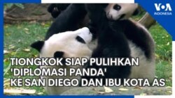 Tiongkok Siap Pulihkan 'Diplomasi Panda' ke San Diego dan Ibu Kota AS
