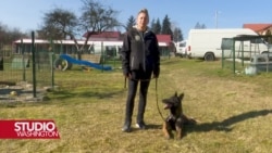 Instruktori iz BiH obučavaće ukrajinske deminere za rad sa psima
