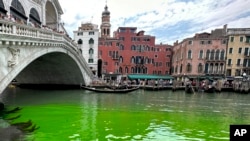 Cairan berwarna hijau cerah tampak di Grand Canal, Venesia pada hari Minggu (28/5). 