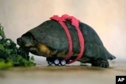 Povređena kornjača na točkićima u zoološkom vrtu Atika (FOTO: AP/Thanassis Stavrakis)