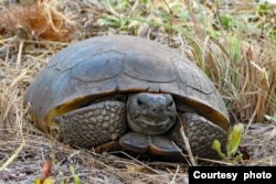 A gopher tortoise at the Tiger Creek nature preserve in Babson Park, Florida. (Photo by Linda Fish)