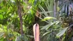 Warga AS Antre untuk Cium Bau Bunga Bangkai Raksasa