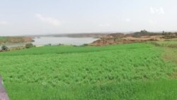 ትስፉው ምጅማር ዘራእቲ ኤርትራ፡ እቲ ውጽኢት ግን ገና ኣብ ዝናብ’ዩ 