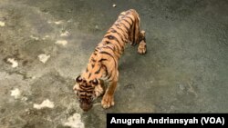 Harimau Sumatra bernama Bintang Sorik yang tampak kurus dan sakit saat berada di kandang satwa Medan Zoo, Kota Medan, Sumatra Utara, Jumat, 12 Januari 2024. (VOA/Anugrah Andriansyah)