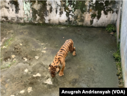 Harimau Sumatra bernama Bintang Sorik yang tampak kurus dan sakit saat berada di kandang satwa Medan Zoo, Kota Medan, Sumatra Utara, Jumat, 12 Januari 2024. (VOA/Anugrah Andriansyah)