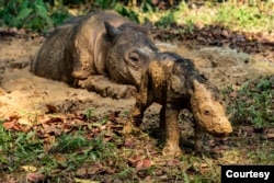 Anak Badak Lahir di Way Kambas (Courtesy: KLH)