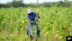 Noman a arewacin Najeriay