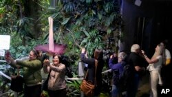 Para pengunjung menyaksikan bunga bangkai yang tengah mekar di California Academy of Sciences' Osher Rainforest, San Francisco, pada 28 Februari 2024. (Foto: AP/Jeff Chiu)