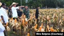 Presiden Jokowi berharap Food Estate dengan varietas jagung di Kabupaten Keeroom, Papua bisa memenuhi kebutuhan jagung nasional khususnya untuk wilayah Indonesia Timur. (Foto: Courtesy/Biro Setpres)