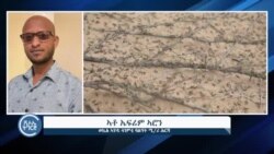 ኣብ ኤርትራ ዝርአ ዘሎ ወራር ኣንበጣ ምድረ-በዳ