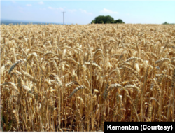 Tanaman sorgum yang tengah dikembangkan secara serius di Indonesia. (Foto: Kementan)