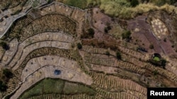 中国重庆地区农田里的农作物因干旱而枯萎。（2022年8月19日）