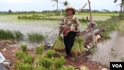 អ្នកស្រី ទន់ ឡាង ជា​កសិករក្នុងខេត្តកំពត ដែលរងគ្រោះដោយសារទឹកប្រៃហូរចូលស្រែ ថ្ងៃទី ៩ ខែសីហា ឆ្នាំ២០២២។ (ស៊ុន ណារិន/វីអូអេ)