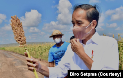 Presiden Joko Widodo memegang sebatang sorgum dalam kunjungannya ke NTT. (Foto: Setpres)