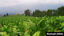 Hamparan tembakau di Temanggung, Jawa Tengah yang memasuki masa panen raya. (Foto: VOA/Nurhadi)