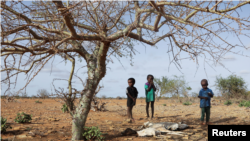 Anak-anak Somalia yang terlantar secara internal Ali berdiri di dekat bangkai ternak mereka yang mati setelah kekeringan parah di Somalia 26 Mei 2022.