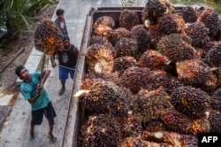 Pekerja memindahkan buah sawit yang dipanen ke truk pengangkut sebelum diolah menjadi minyak sawit mentah (CPO) di perkebunan sawit di Pekanbaru pada 23 April 2022. (Foto: AFP/Wahyudi)