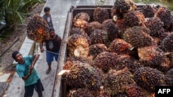 Pekerja memindahkan buah sawit yang dipanen ke truk pengangkut sebelum diolah menjadi minyak sawit mentah (CPO) di perkebunan sawit di Pekanbaru pada 23 April 2022. (Foto: AFP/Wahyudi)
