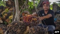 Seorang pekerja tampak menimbang buah sawit di sebuah perkebunan di Pekanbaru, Riau, pada 28 April 2022. (Foto: AFP/Wahyudi)