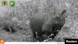 Anak Badak Jawa berjalan di samping badak betina, yang diyakini sebagai induknya, di Taman Nasional Ujung Kulon, 18 September 2022. (Kementerian Lingkungan Hidup dan Kehutanan Indonesia /Handout via REUTERS)