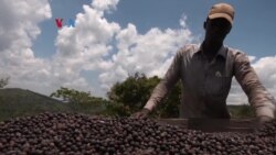 Langkah Uganda Keluar dari Organisasi Kopi Internasional Memicu Polemik