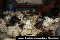 Anjing-anjing dibawa dengan truk terbuka di karung kecil dan lembab. (Courtesy: Human Society Internasional)