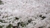 Jepang Nikmati Musim Bunga Sakura di tengah Kekhawatiran COVID-19