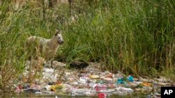 Seekor anjing berdiri di dekat sampah plastik di tepi Sungai Nil, Kairo, Mesir, Kamis, 29 September 2022. (AP Photo/Amr Nabil)