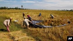 FILE - Cambodian farmers drag a tarp loaded with bundled rice to dry it during the harvesting season in Svay Chek village on the outskirts of Phnom Penh.