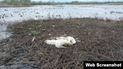 Uginuli pelikani na Skadarskom jezeru (Foto: Andrej Vizi, Prirodnjački muzej Crne Gore)