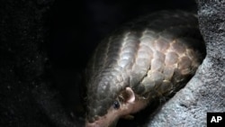 捷克共和国布拉格动物园的穿山甲。(2022年5月19日)