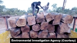Loading of rosewood logs onto trucks in Mali. (Courtesy Environmental Investigation Agency)