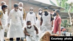 Menteri Pertanian Indonesia Syahrul Yasin Limpo (ketiga dari kiri) beserta tim memantau kondisi ternak dalam rangka mencegah wabah penyakit kuku dan mulut yang menyerang sapi di Indonesia. (Foto: Ditjen PKH Kementan)