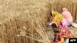 印度妇女在收割小麦。（2022年4月12日）