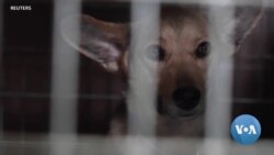 Animals Left in Ukraine as People Flee War 